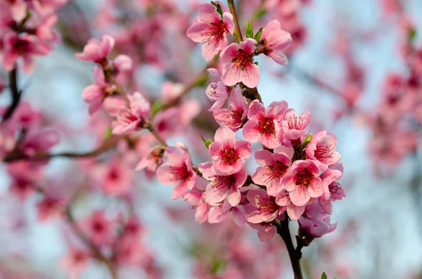 Rózsaszín Peach Blossom Közelről — Stock Fotó