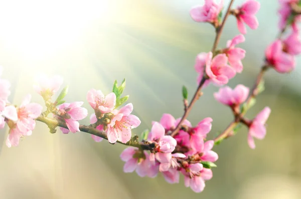 Růžový Broskvový Květ Zblízka — Stock fotografie