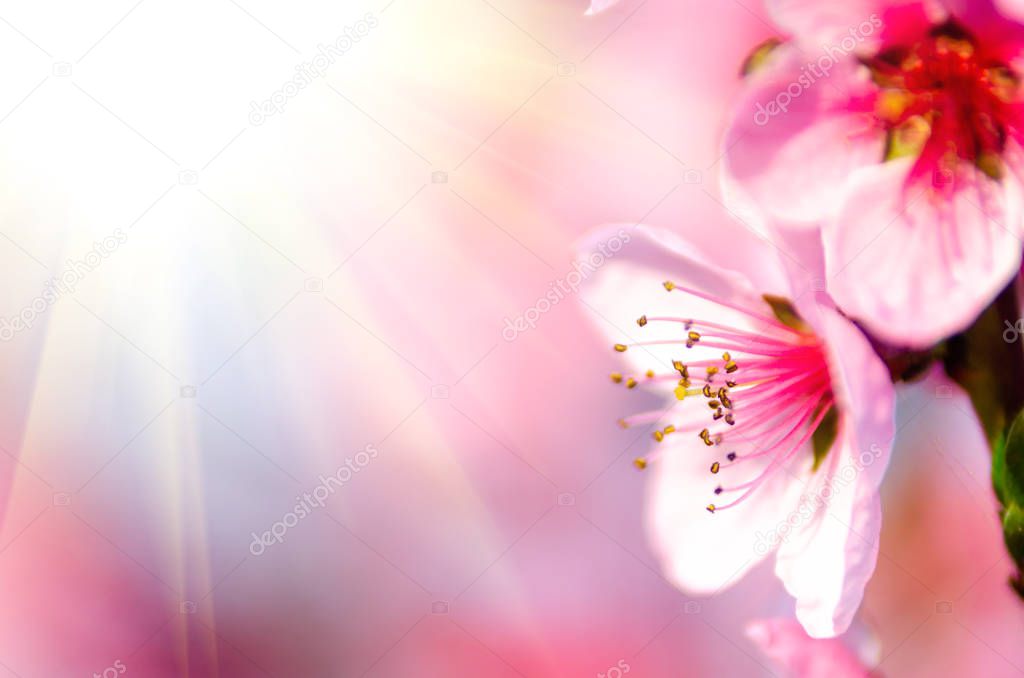 pink peach blossom close up 