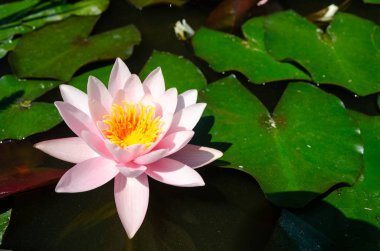 güzel nilüfer yakın çekim 