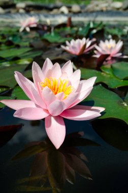 güzel nilüfer yakın çekim 