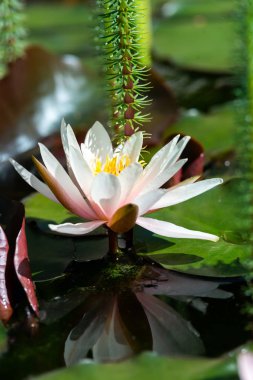 güzel nilüfer yakın çekim 