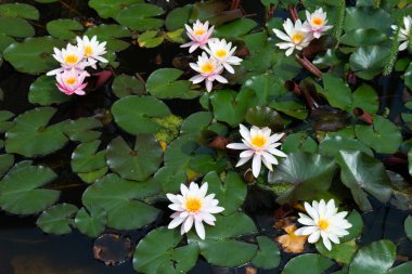 güzel nilüfer yakın çekim 