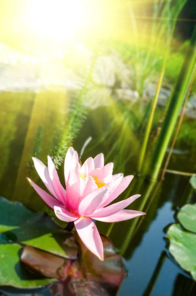 Beautiful Water Lily Close — Stock Photo, Image