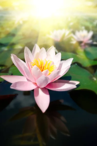 Piękne Wody Lily Bliska — Zdjęcie stockowe