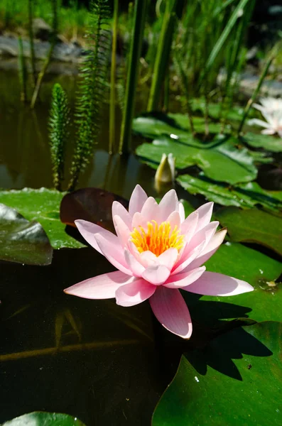 Schöne Seerose Aus Nächster Nähe — Stockfoto