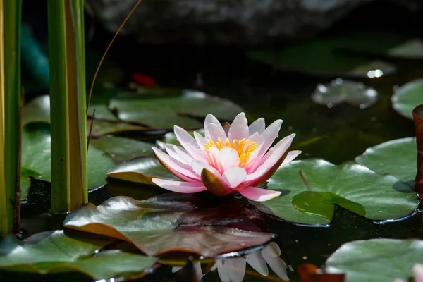 Mooie Water Lily Close — Stockfoto