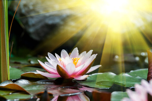 beautiful water lily close up 