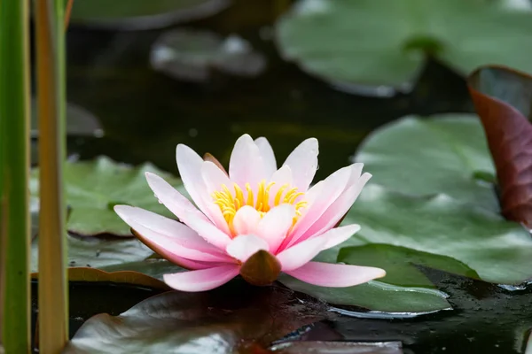 Beautiful Water Lily Close — Stock Photo, Image