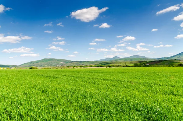 Beautiful Field Nature Landscape — Stock Photo, Image