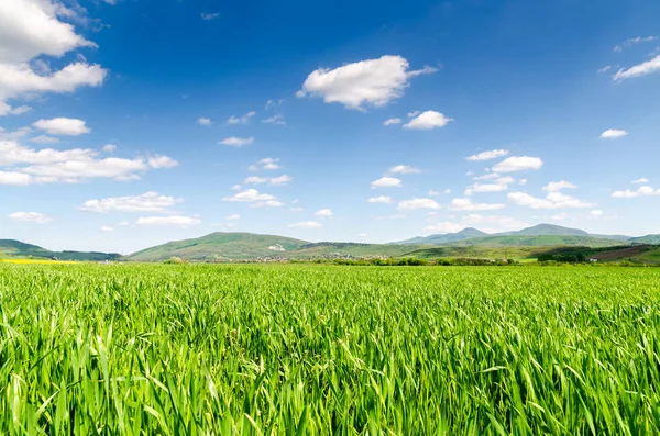 Schöne Feld Natur Landschaft — Stockfoto