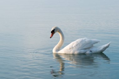 Balaton Gölü üzerinde günbatımında kuğu 