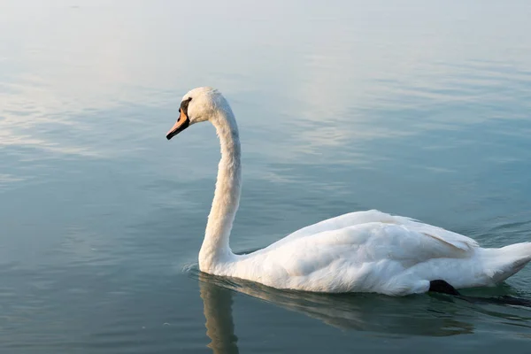 Cisne Lago Balaton Atardecer — Foto de Stock