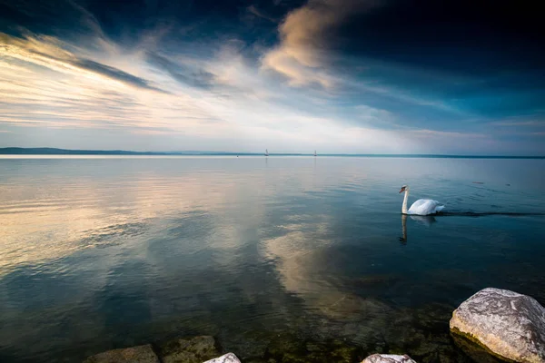 Cygne Sur Lac Balaton Coucher Soleil — Photo