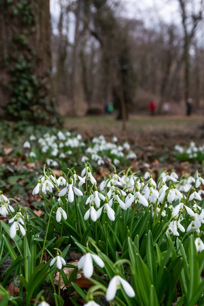 Schöne Schneeglöckchen Natur Hintergrund — Stockfoto