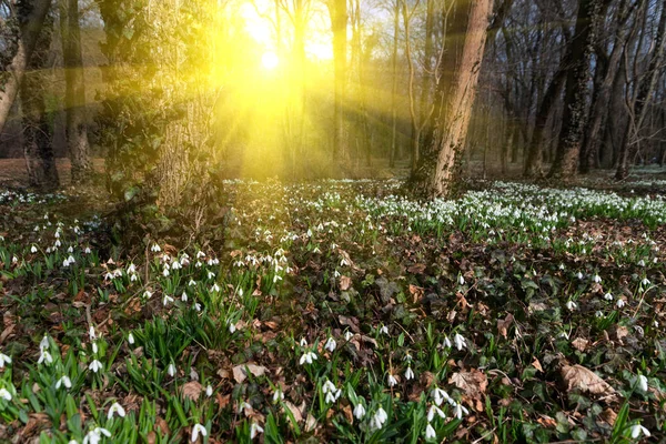 Tle Natura Piękny Przebiśniegi — Zdjęcie stockowe