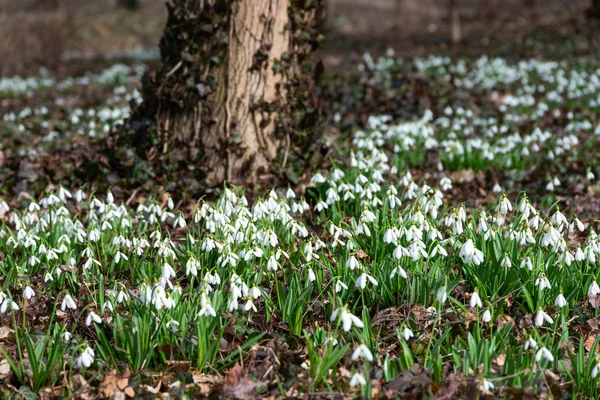 Όμορφη Snowdrops Φύση Φόντο — Φωτογραφία Αρχείου