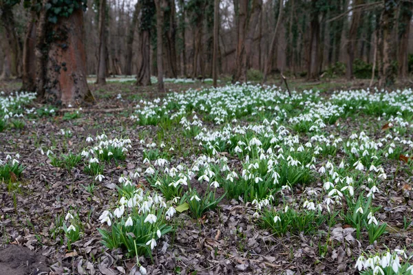 Όμορφη Snowdrops Φύση Φόντο — Φωτογραφία Αρχείου