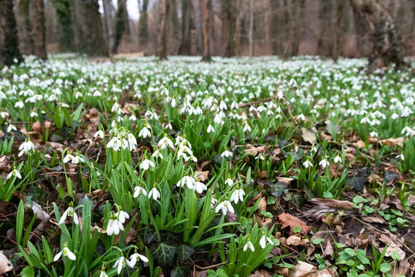 Mooie Sneeuwklokjes Natuur Achtergrond — Stockfoto