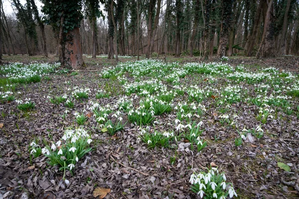 Mooie Sneeuwklokjes Natuur Achtergrond — Stockfoto