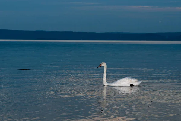 Swan Lake Balaton Nigh — стоковое фото