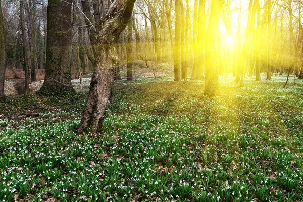 Krásné Sněženky Přírodní Pozadí Stock Fotografie