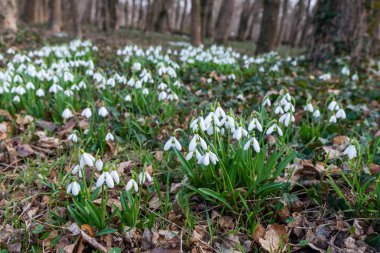 güzel kardelen doğa arka plan  