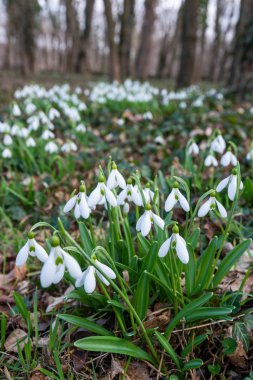 güzel kardelen doğa arka plan  