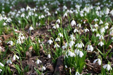 güzel kardelen doğa arka plan  