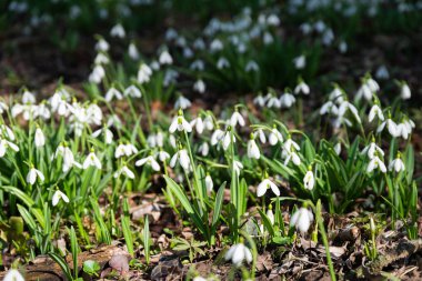 güzel kardelen doğa arka plan  