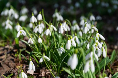 güzel kardelen doğa arka plan  