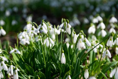 güzel kardelen doğa arka plan  