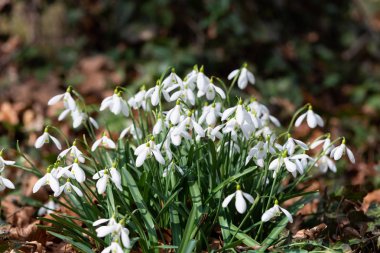 güzel kardelen doğa arka plan  