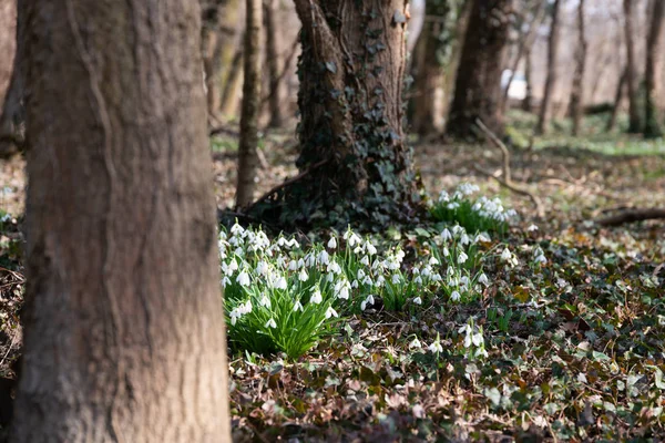 Mooie Sneeuwklokjes Natuur Achtergrond — Stockfoto