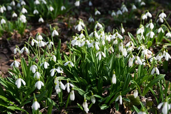 Bonito Snowdrops Natureza Fundo — Fotografia de Stock