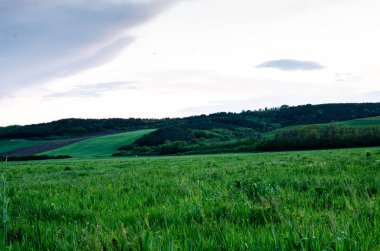 Buğday tarlaları arasında rüzgar türbinleri, Oakesdale, Washington