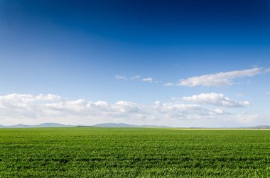 yeşil alan manzaralı