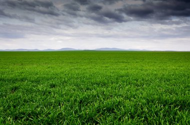 yeşil alan manzaralı