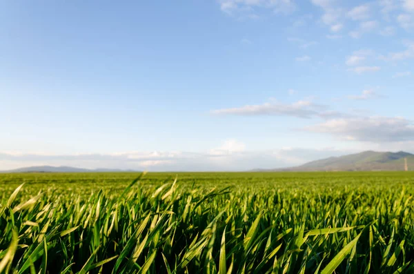 Green Field Natursköna Utsikt — Stockfoto