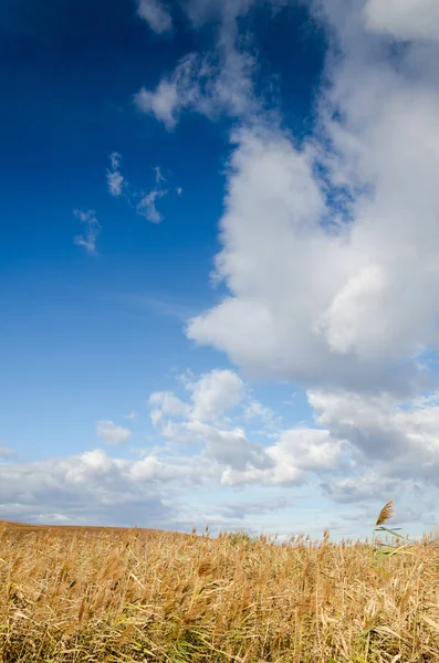 Kahverengi Alan Mavi Gökyüzü — Stok fotoğraf