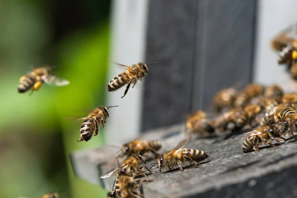 Miel Abeja Cerca —  Fotos de Stock