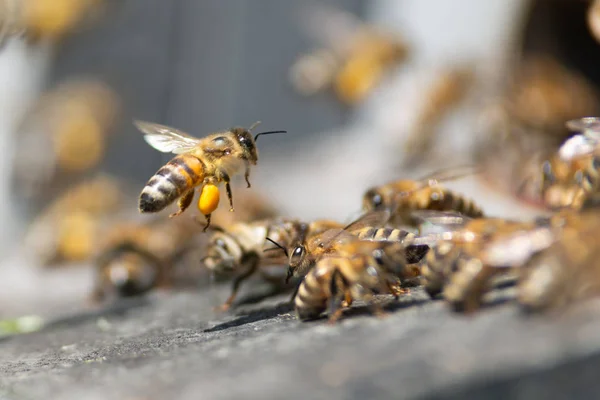 Honigbiene Aus Nächster Nähe — Stockfoto