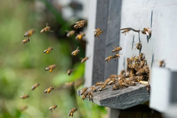 Miel Abeja Cerca — Foto de Stock