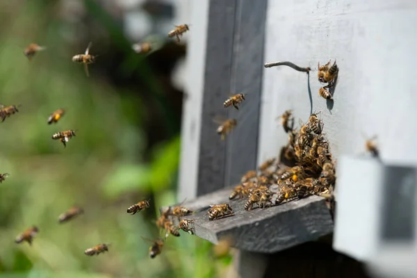 Honey Bee Close — Stock Photo, Image