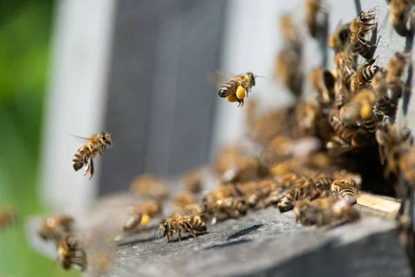 Miel Abeja Cerca — Foto de Stock