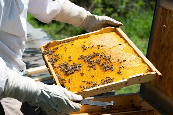 ミツバチをクローズ アップ — ストック写真