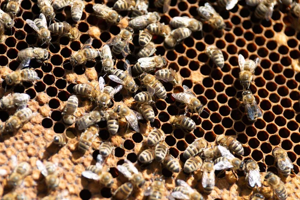 꿀벌을 닫습니다 — 스톡 사진