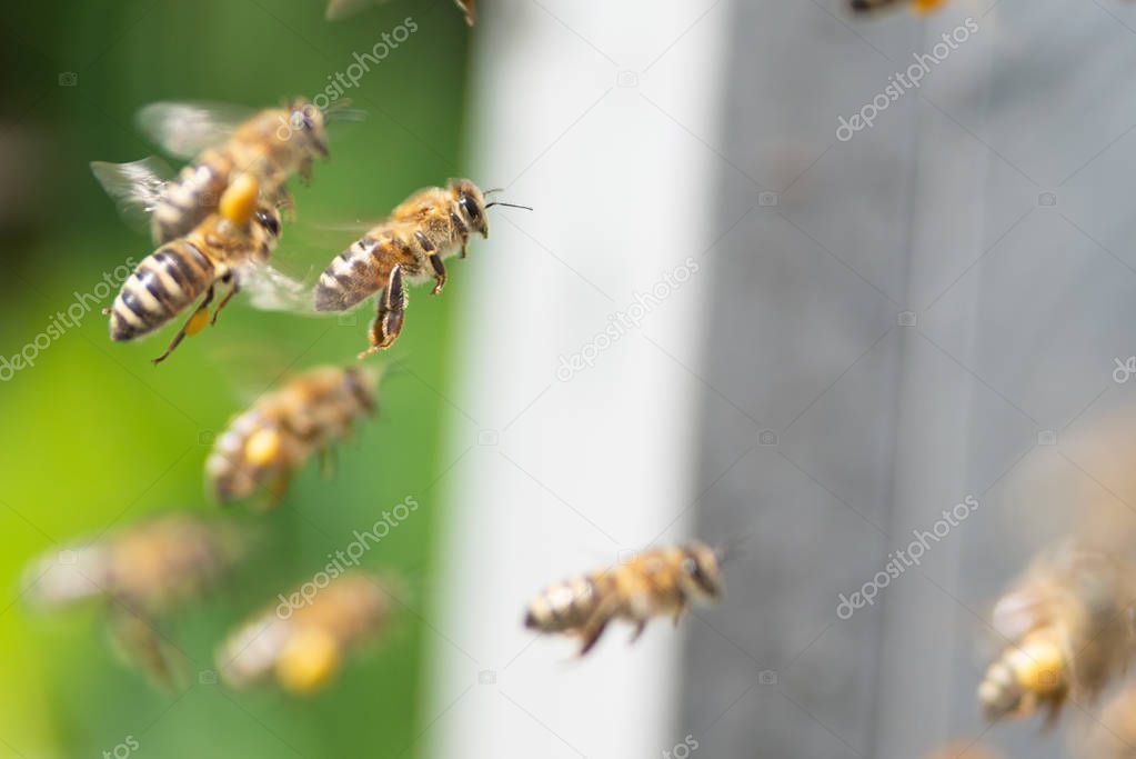 honey bee close up 