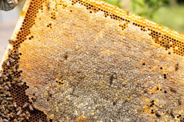 Bal arısı yakın çekim 