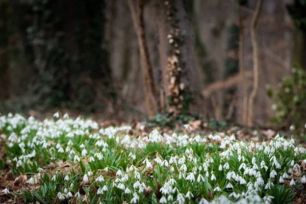 Schöne Schneeglöckchen Hintergrund Malerische Aussicht — Stockfoto